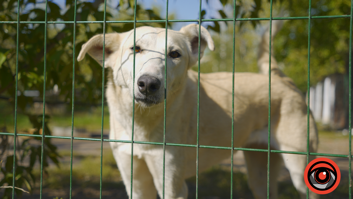 Волонтерам "Дому Сірка" в Калуші дуже потрібні помічники