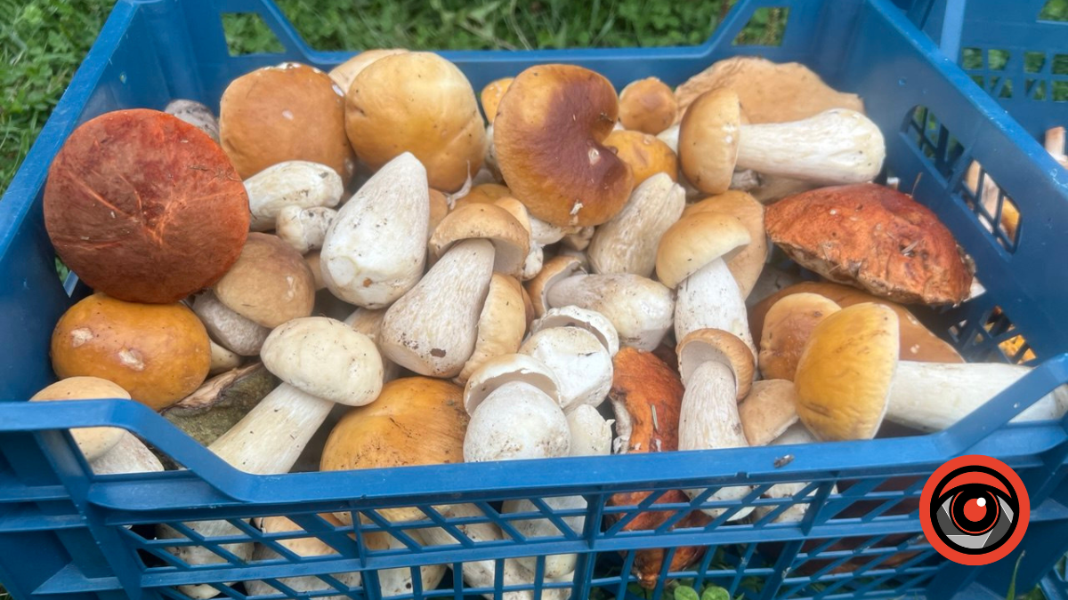 Консервуємо і квасимо гриби: два перевірені рецепти