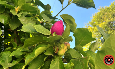 У Коломиї вдруге за рік зацвіла розкішна магнолія, яка є ботанічною пам'яткою