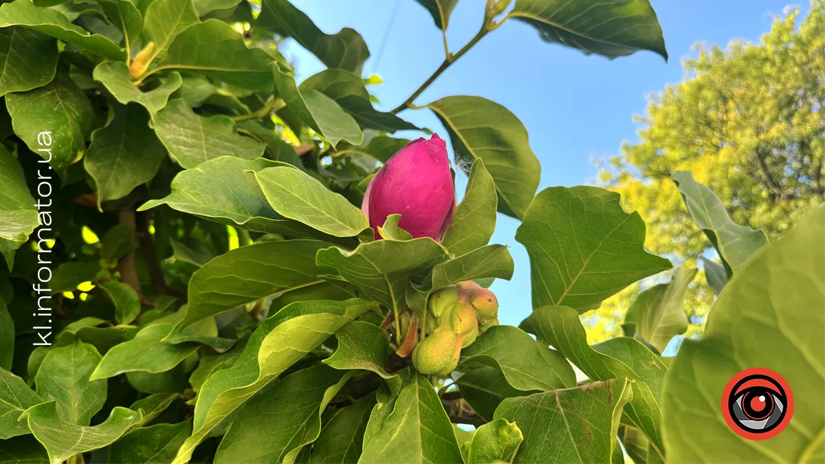 У Коломиї вдруге за рік зацвіла розкішна магнолія, яка є ботанічною пам'яткою