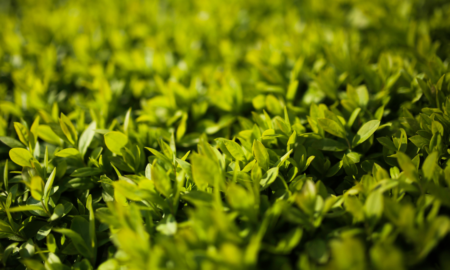 Під пів мільйона на озеленення планують витратити в Івано-Франківську