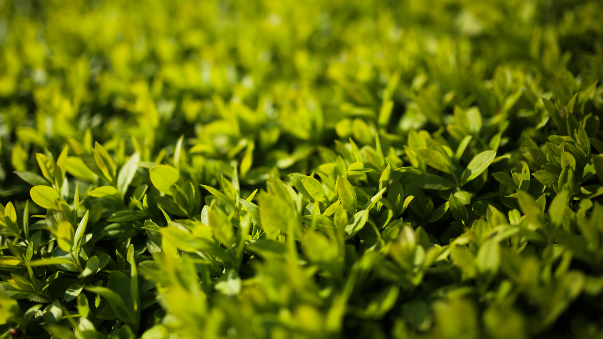 Під пів мільйона на озеленення планують витратити в Івано-Франківську