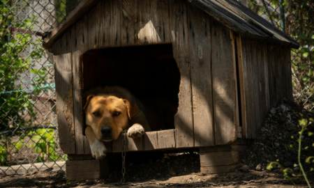 Заборонено тримати собак на прив'язі