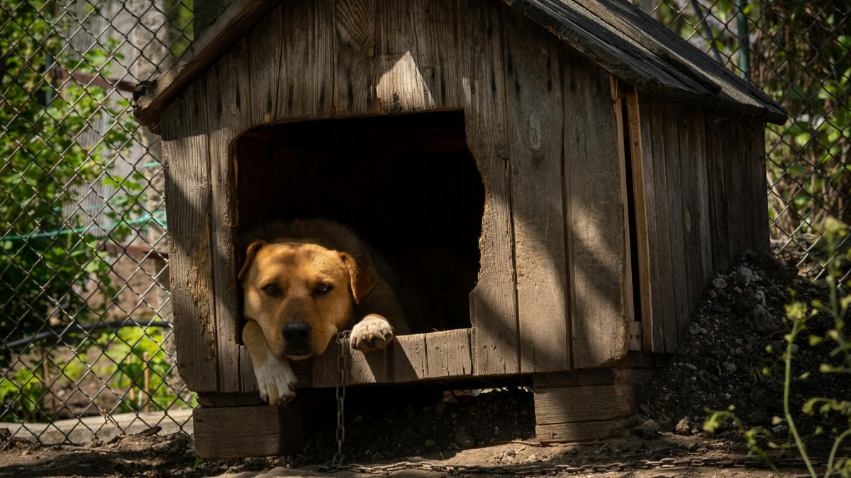 Заборонено тримати собак на прив'язі