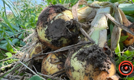 У листопаді ще є кілька днів, щоб посадити часник і цибулю