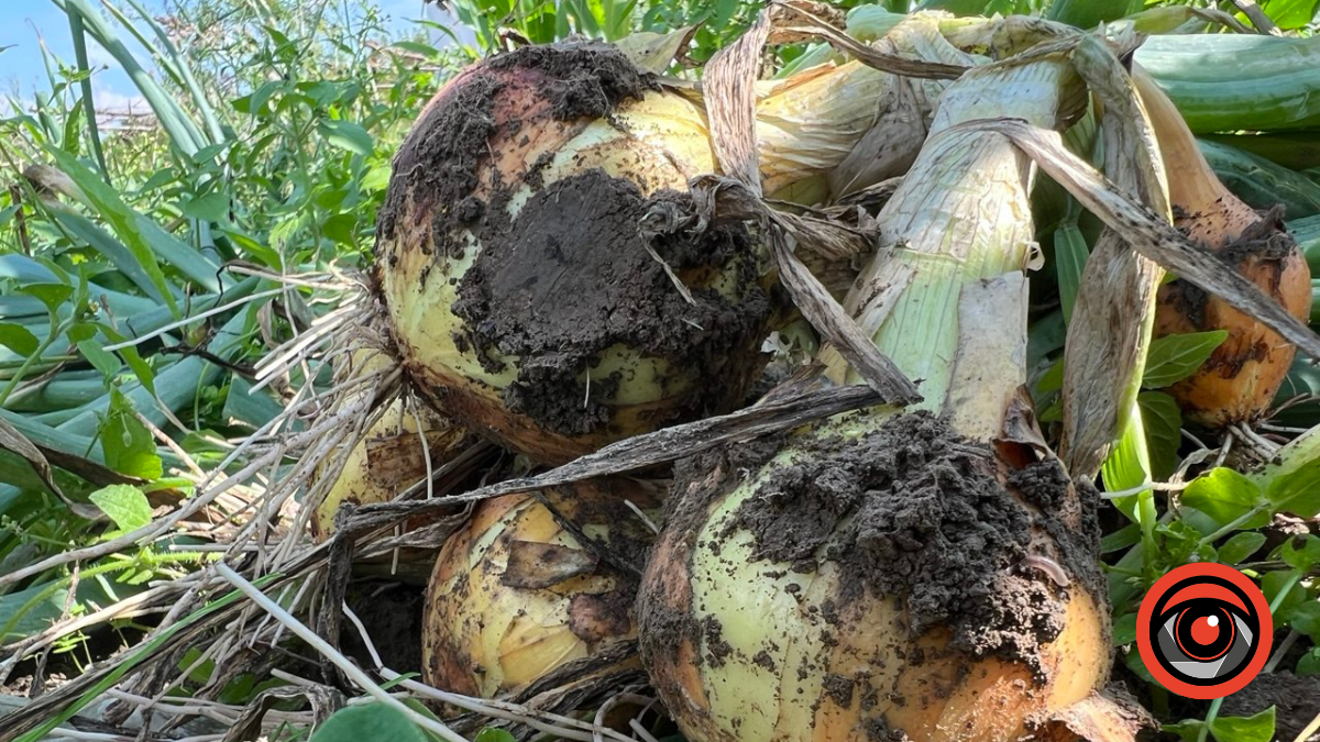 У листопаді ще є кілька днів, щоб посадити часник і цибулю