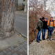 У Калуші комунальники звільнили дерево, яке раніше закували у бетон