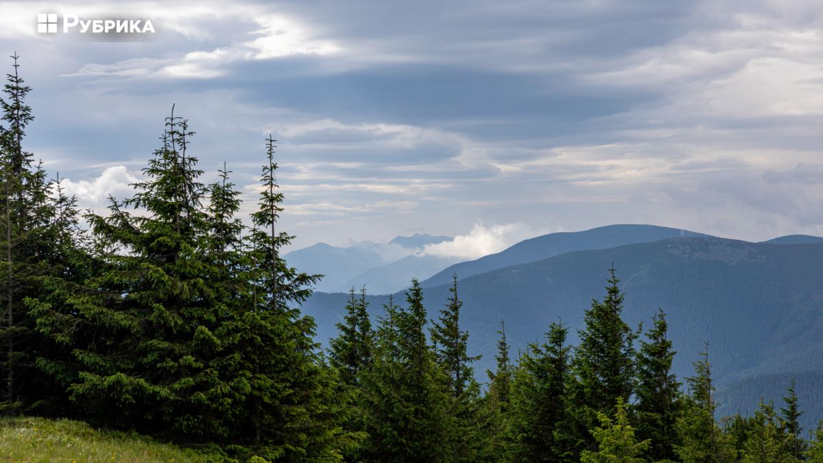 У Карпатах знайшли гризуна, якого не виявляли 40 років