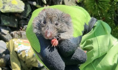 У Карпатах знайшли гризуна, якого не виявляли 40 років