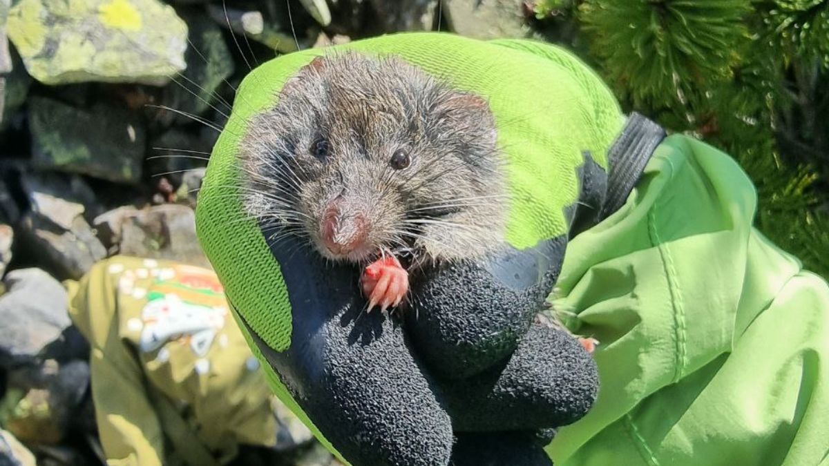 У Карпатах знайшли гризуна, якого не виявляли 40 років