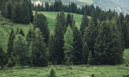 незаконна рубка ялинок