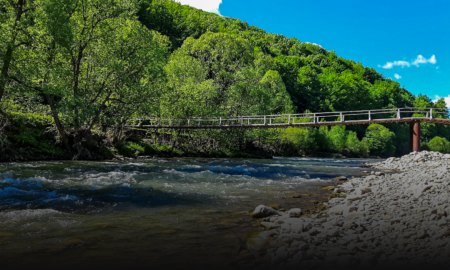 Карпатський переляк на Калущині: як у 1933-му ведмедиця змусила чоловіка три години просидіти на дереві