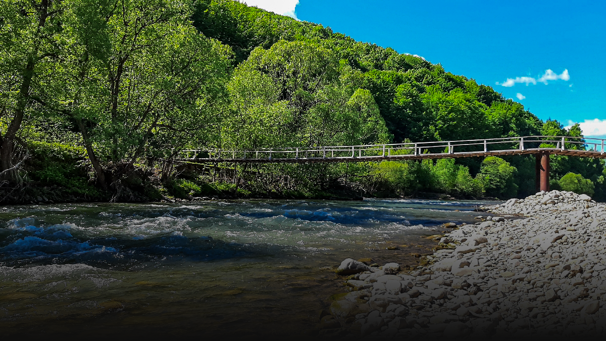 Карпатський переляк на Калущині: як у 1933-му ведмедиця змусила чоловіка три години просидіти на дереві