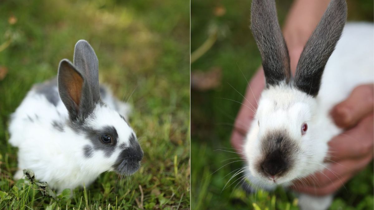 юнак утримує кролів