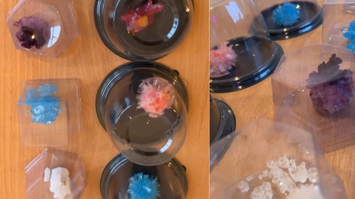 учні розмножили кристали