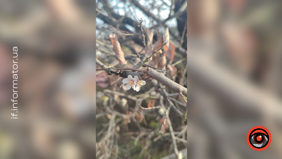 kvituche-derevo-u-lystopadi-1