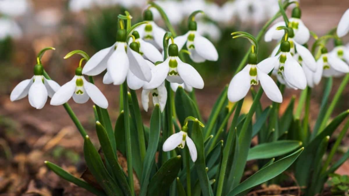 Які квіти цвітуть навіть у морози