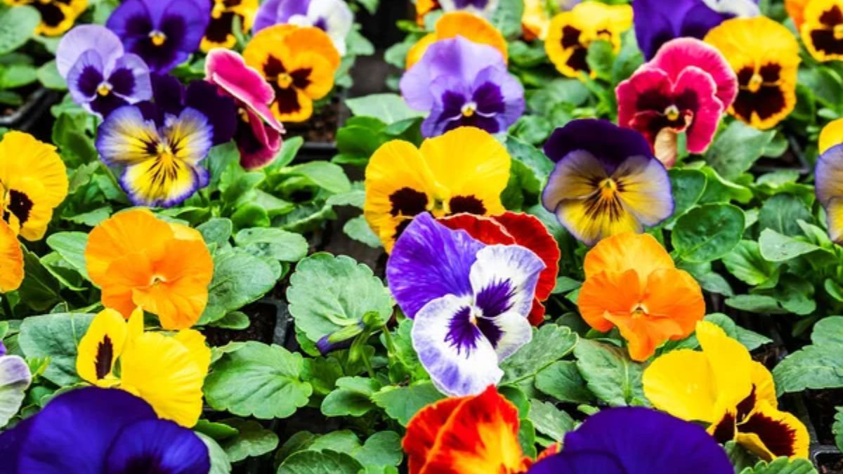 Які квіти цвітуть навіть у морози