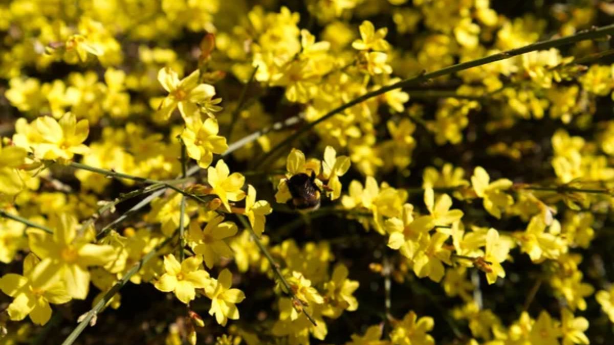 Які квіти цвітуть навіть у морози