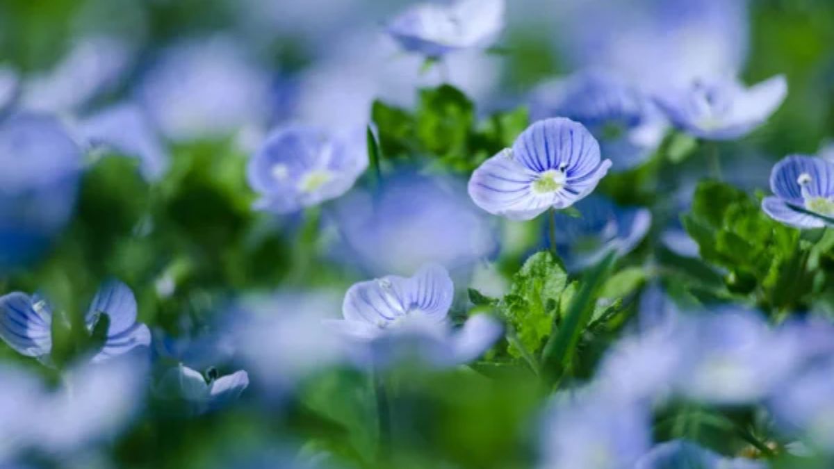 Які квіти цвітуть навіть у морози