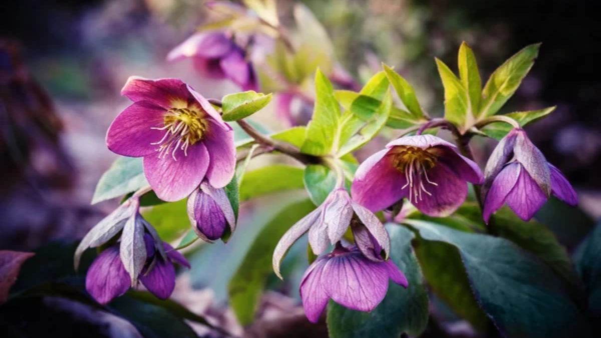 Які квіти цвітуть навіть у морози