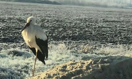 лелека зимує у Студінці