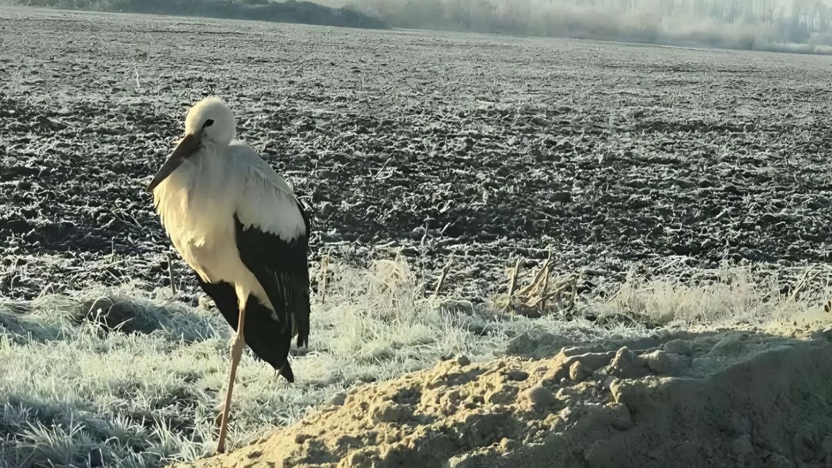 лелека зимує у Студінці