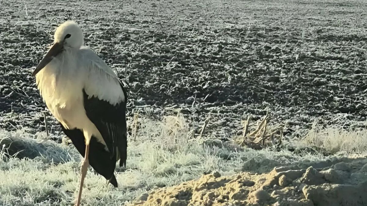 лелека не відлетів