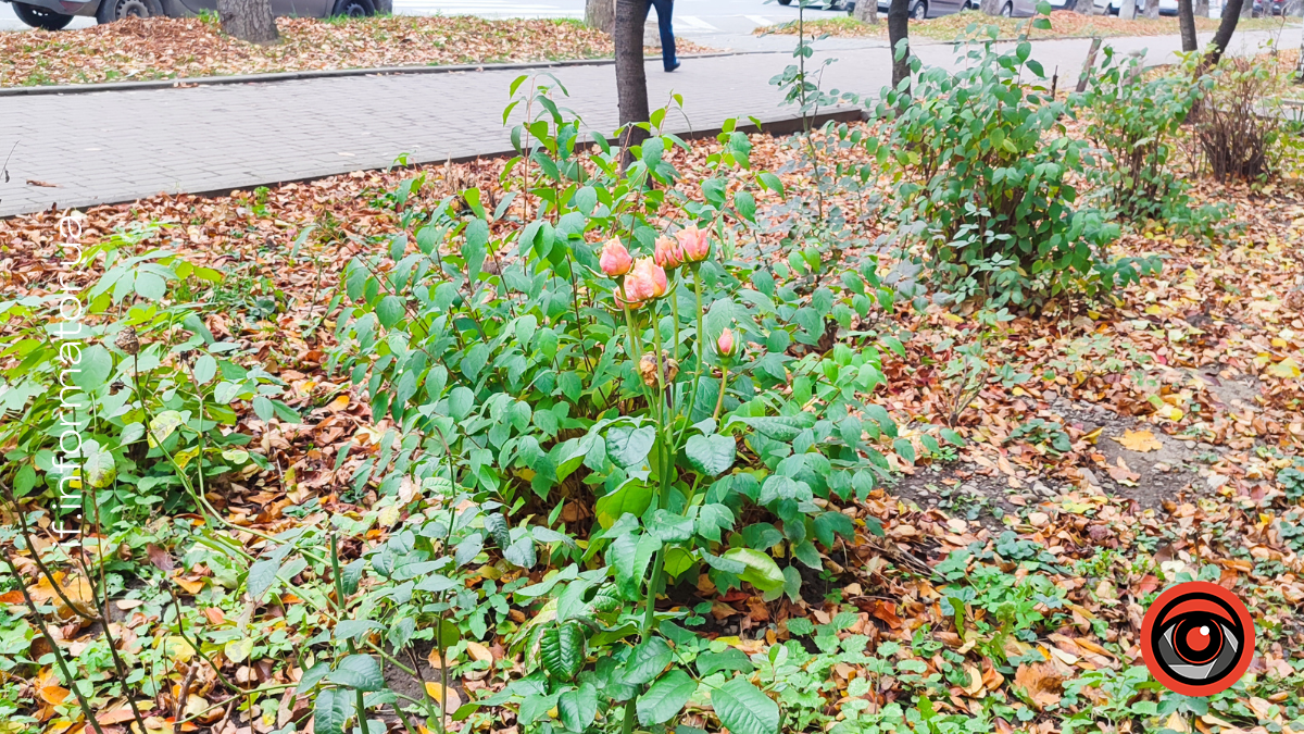 lystopadovi-troyandy