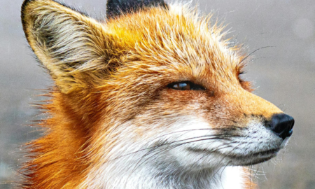 На Рогатинщині до сільської ради завітала... лисиця