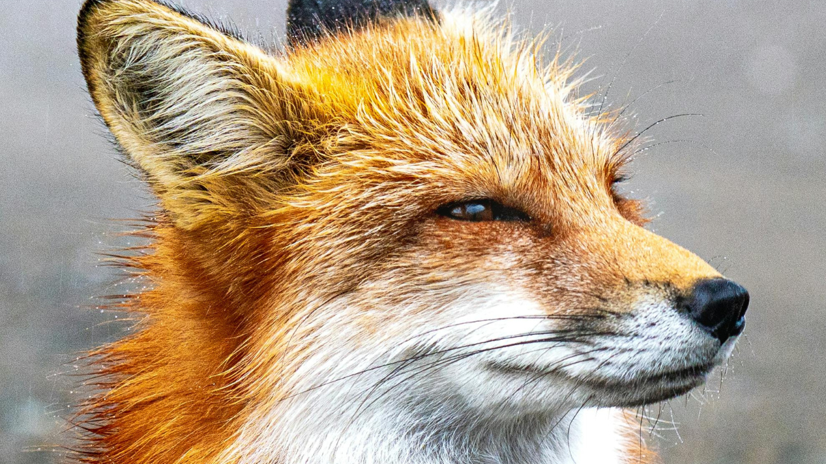 На Рогатинщині до сільської ради завітала... лисиця