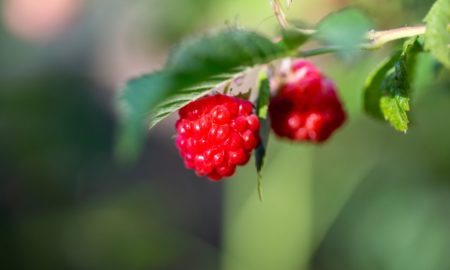 Як правильно обрізати дерево малини у листопаді