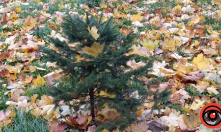 погода листопад