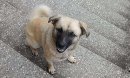 Волонтери шукають дім для крихітки, яка нікому не потрібна у селі Мостище