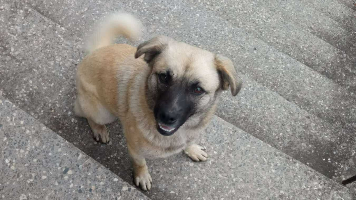 Волонтери шукають дім для крихітки, яка нікому не потрібна у селі Мостище