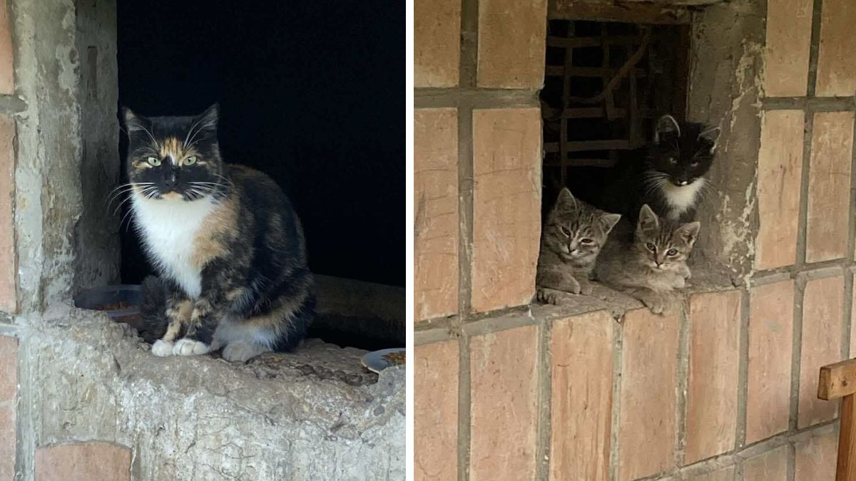 Котики шукають дім