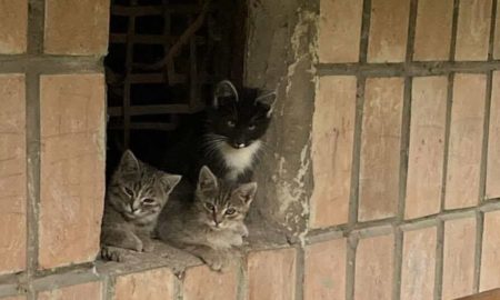 Тварини з "Дому Сірка" шукають дім