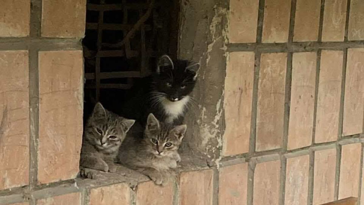 Тварини з "Дому Сірка" шукають дім