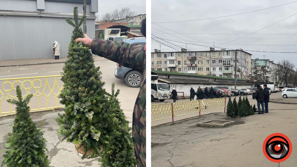 Де можна буде придбати ялинку?