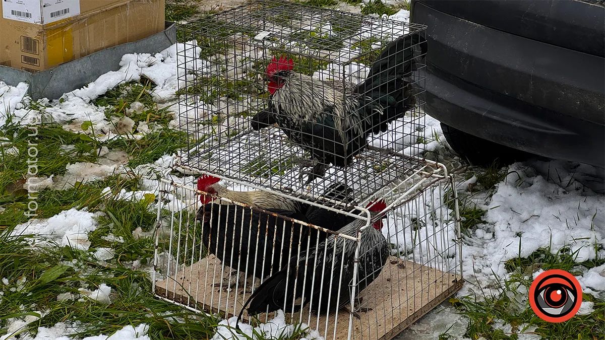 у Королівці провели ярмарок домашніх тварин