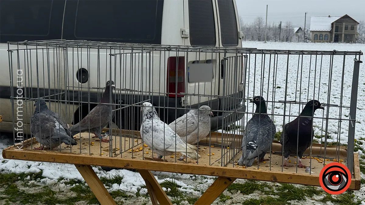 у Королівці провели ярмарок домашніх тварин
