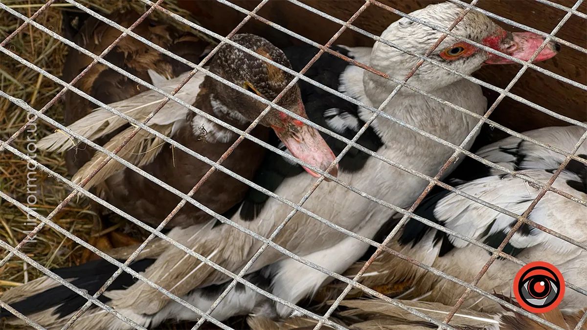 у Королівці провели ярмарок домашніх тварин