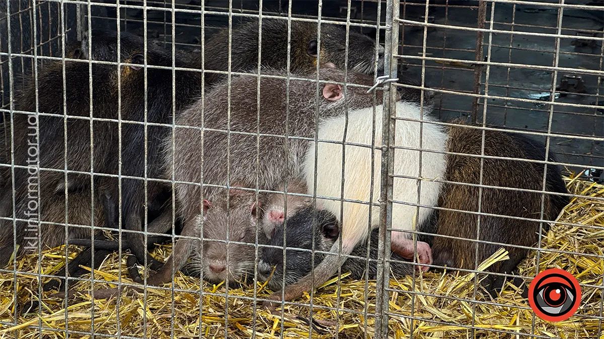 у Королівці провели ярмарок домашніх тварин