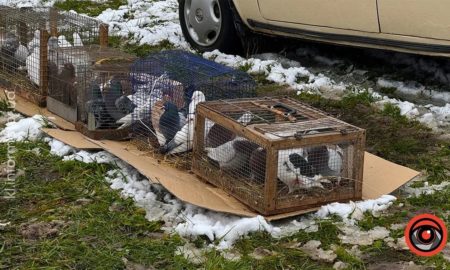 у Королівці провели ярмарок домашніх тварин