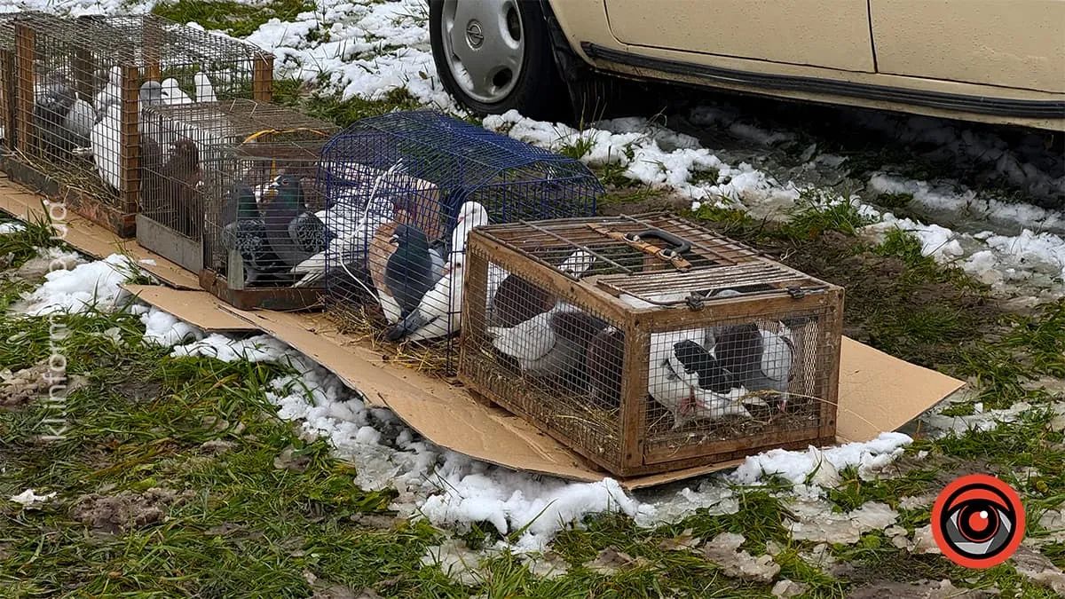 у Королівці провели ярмарок домашніх тварин