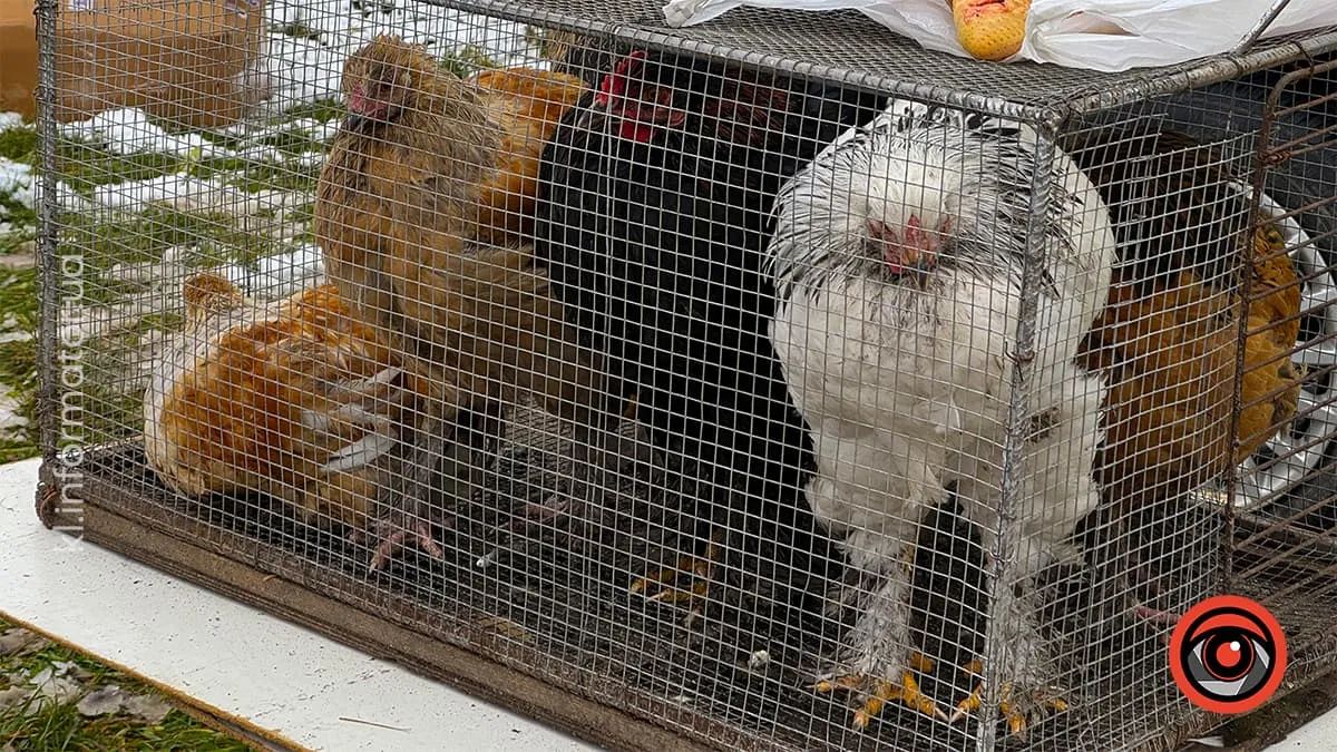 у Королівці провели ярмарок домашніх тварин