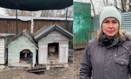 притулок для собак