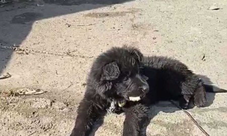 Калуський притулок для тварин шукає дім для майже породистих цуценят