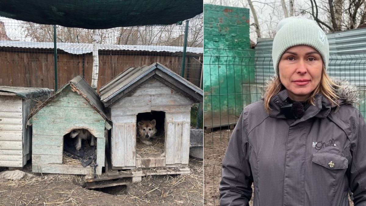 притулок для собак