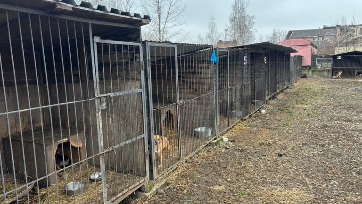 притулок для собак